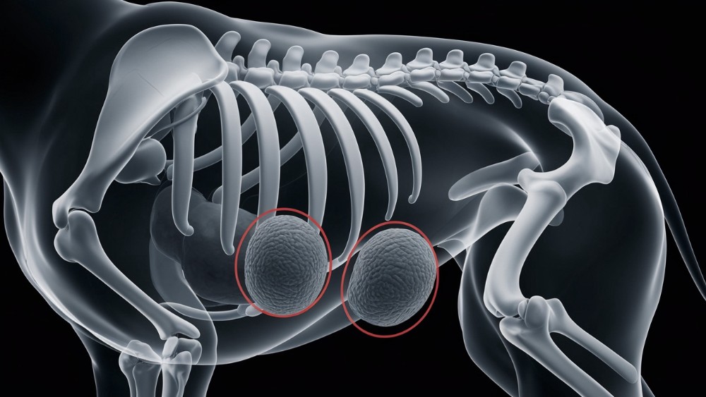 Cómo reducir con la nutrición el riesgo de recaídas en la urolitiasis por oxalato cálcico en perros