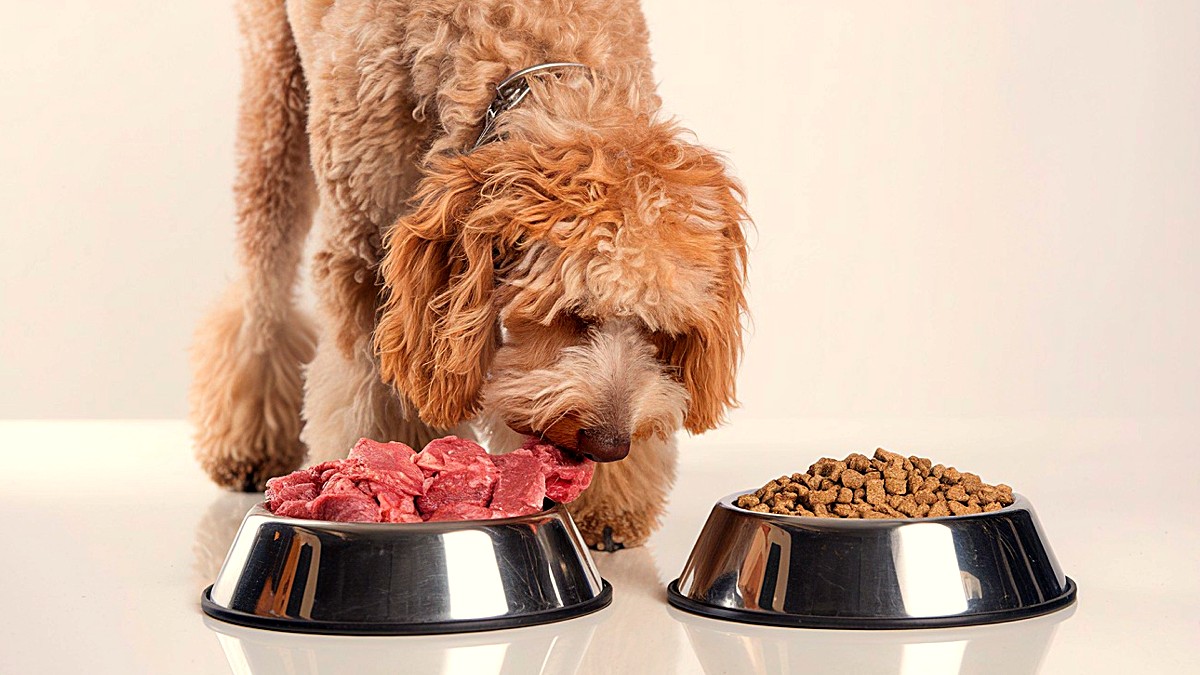 debes alimentar al perro antes o después del ejercicio