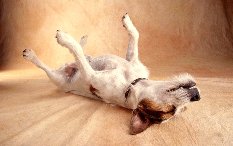 Epilepsia idiopática canina: ¿puede la alimentación formar parte de la terapia?