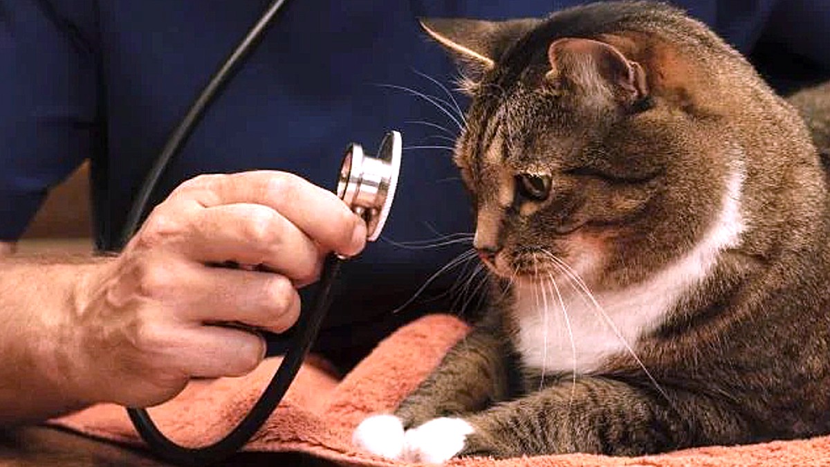 La hiperlipidemia en animales de compañía y las diferencias con el ser humano