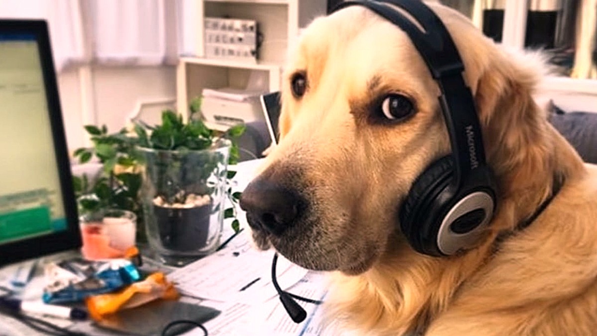 Los perros deportivos y de trabajo no son todos iguales: la elección de la alimentación debe ser personalizada