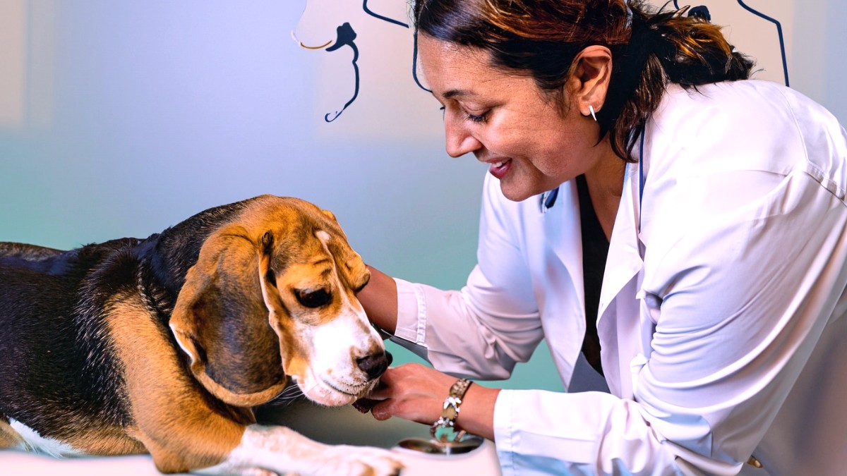 Obesidad en el perro: la p&eacute;rdida de peso con una dieta rica en prote&iacute;nas y fibra no influye &uacute;nicamente en el BCS, sino tambi&eacute;n en la composici&oacute;n corporal, algunos par&aacute;metros sangu&iacute;neos y la microbiota fecal