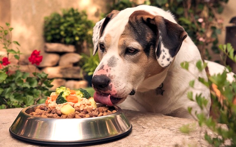 Dieta casera para un perro adulto sano: lo que nunca debes olvidar