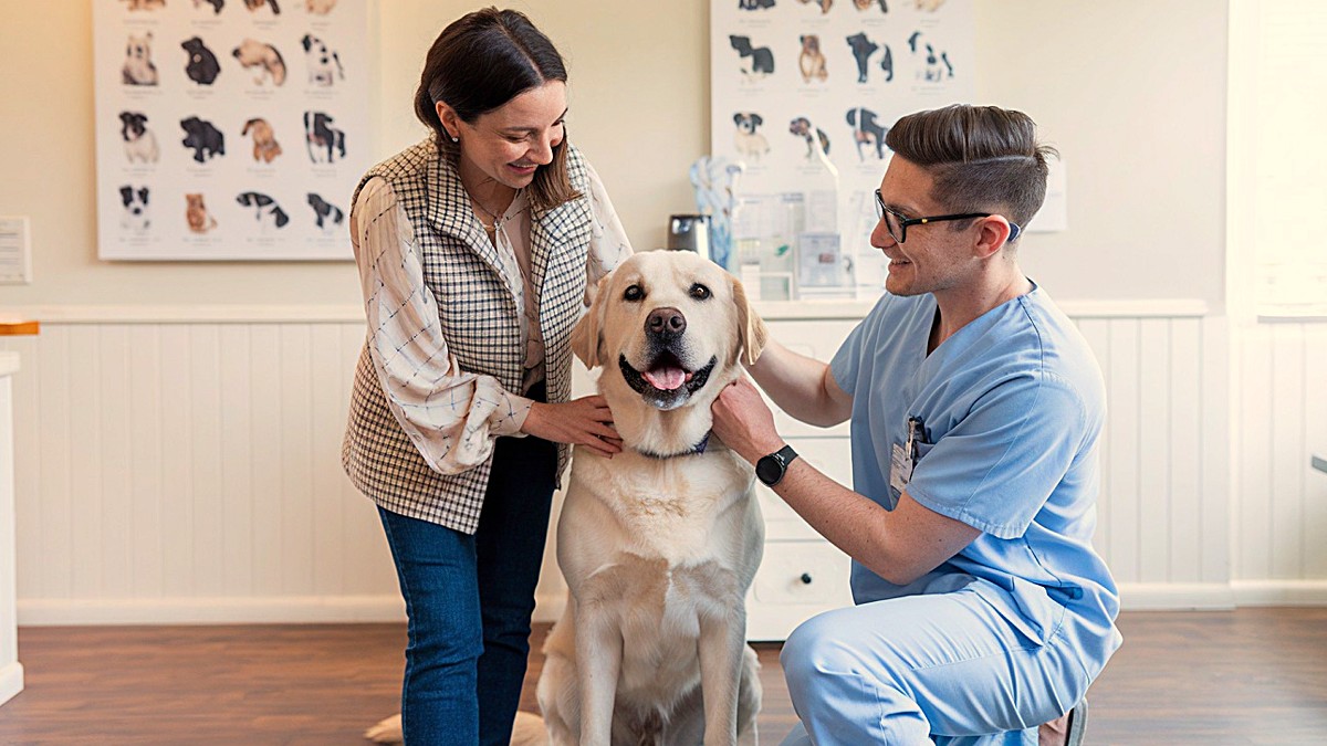 Disipemos algunos mitos sobre la alimentación de perros y gatos