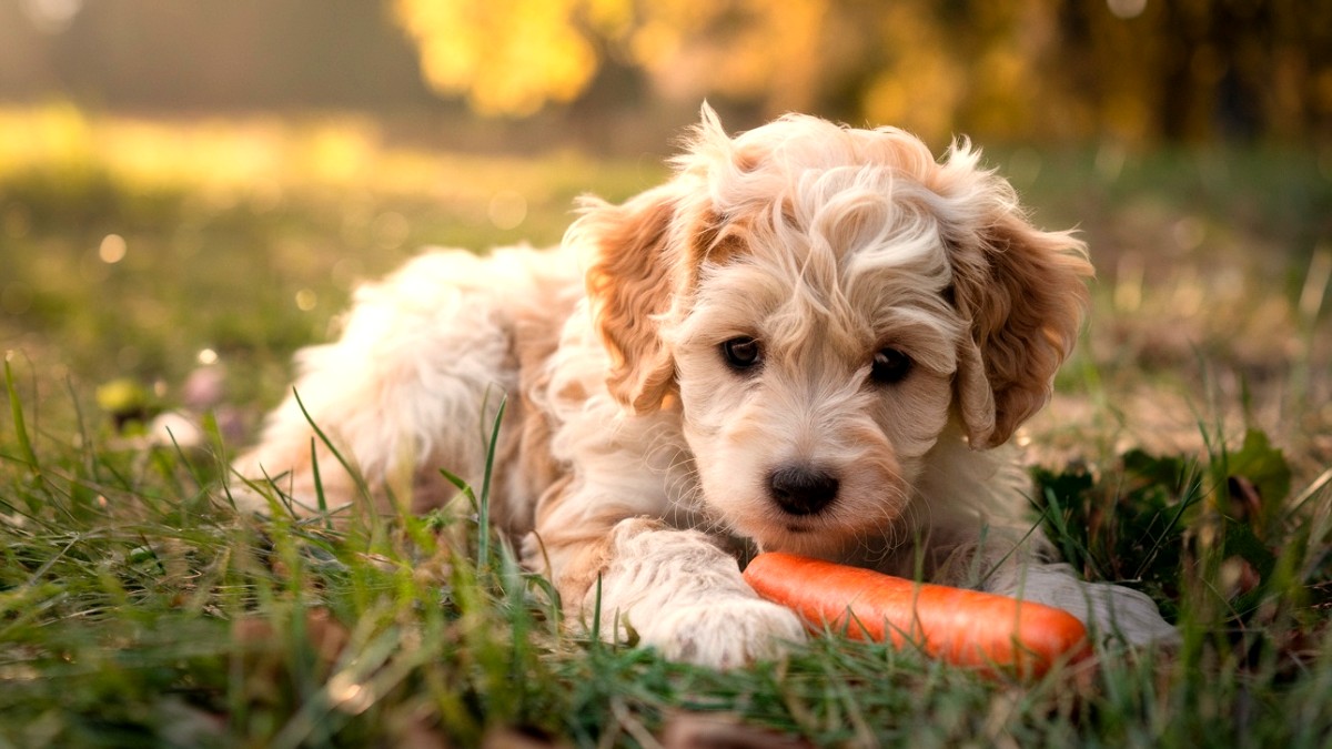 El uso de fibra dietética en mascotas
