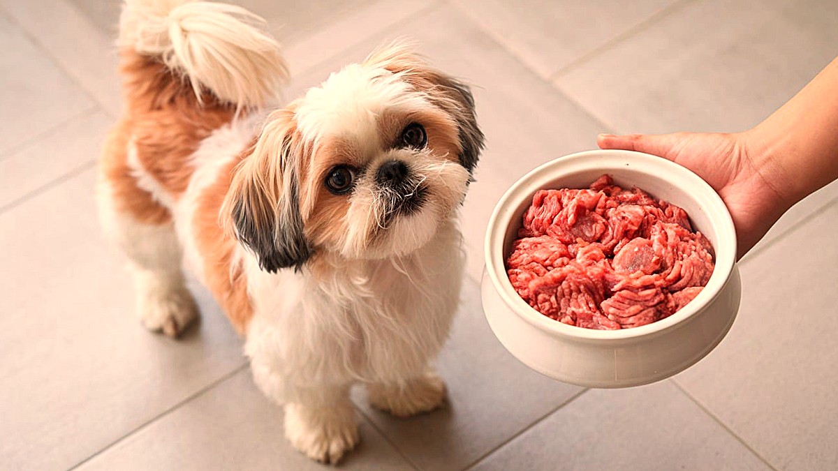 Las fuentes de proteínas para la alimentación de perros y gatos
